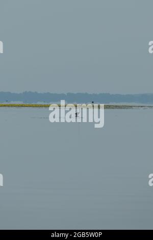 Lac Kerkini, Grèce, 13 juillet 2021 : le Grand Flamingo est l'espèce de flamants roses la plus largement distribuée. Banque D'Images