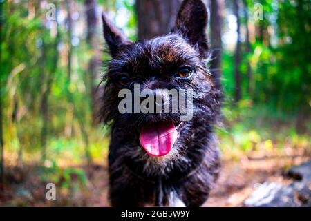 Portrait en gros plan d'un petit chien noir sur un fond de forêt d'automne. Une croix entre un Bulldog français et un Yorkshire Terrier. Concentrez-vous sur le nez. Banque D'Images