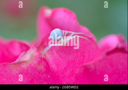 Gros plan d'une petite araignée blanche assise sur les pétales de rose violets. Banque D'Images