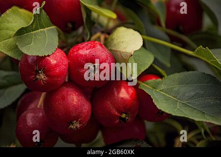 Récolte abondante de ranetki rouge. Banque D'Images