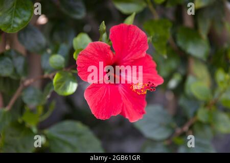 Gros plan de la fleur d'hibiscus rouge de l'île de Madère Banque D'Images