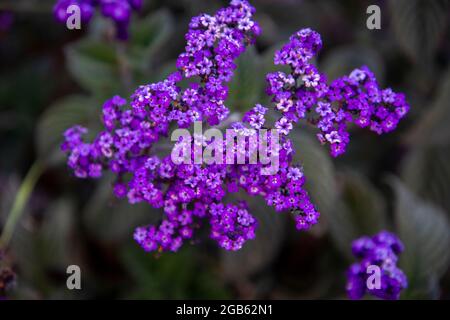 Heliotropium est un genre de plantes à fleurs de la famille des borages. Son nom commun est Heliotrope. Banque D'Images