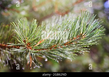 Branche verte de pin-arbre avec gouttes d'eau après la pluie en plein soleil Banque D'Images