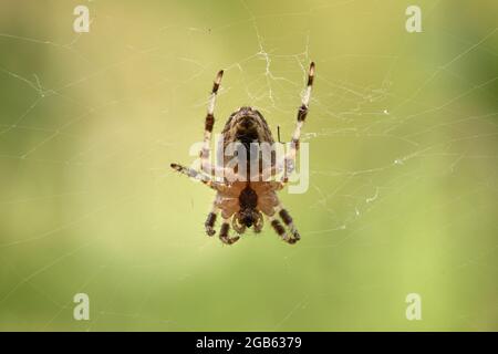 Photo macro d'une petite araignée à l'envers dans une toile d'araignée avec fond vert naturel. Banque D'Images