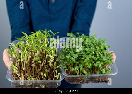 Tenez le micro-vert entre vos mains. Écrasez et écrasez les pousses d'arugula dans un plateau en plastique. Jardinage urbain. Nourriture végétalienne biologique. Vitamines utiles Banque D'Images