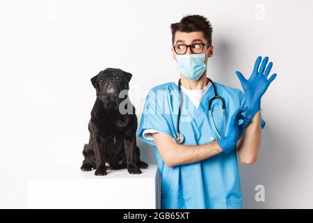 Gai médecin vétérinaire portant des gants en caoutchouc et un masque médical, examinant mignon chien de la pug noire, debout sur fond blanc Banque D'Images