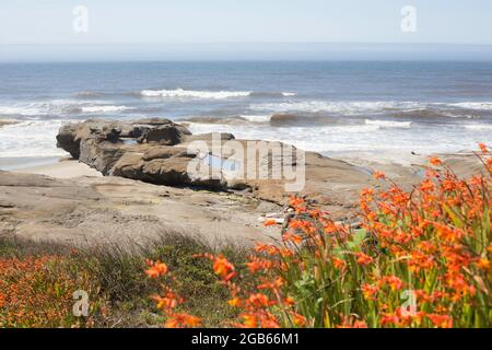 Montbertia - Crocosmia × crocosmiiflora - croissant le long de la côte à Yachats, Oregon. Banque D'Images