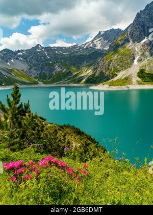 prairies fleuries colorées avec pâquerettes, roses alpines et autres fleurs. Réservoir de vallée avec des montagnes abruptes et pierreuses du Vorarlberg en arrière-plan Banque D'Images