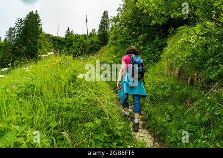 Randonneur sur le chemin dans la grande vallée de Walser. paysage alpin avec des roses alpines et d'autres fleurs alpines, des sapins et des montagnes. Klesenzaalpe Banque D'Images