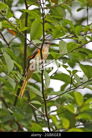 Petit Minivet (Pericrocotus cinnamomeus) mâle de première année perché dans l'arbre Kaeng Krachan NP, Thaïlande Novembre Banque D'Images