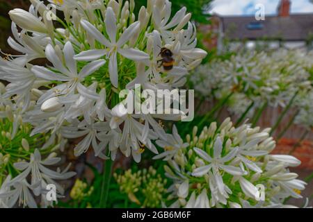 Vue sur Bee débarqué sur Agapanthus Banque D'Images
