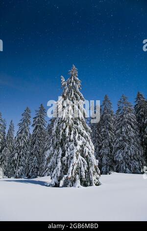 botanique, sapin (Abies), sapin enneigé de nuit, Suisse, NON-USAGE-EXCLUSIF POUR CARTE-PLIANTE-CARTE-DE-VŒUX-USAGE-CARTE-POSTALE Banque D'Images