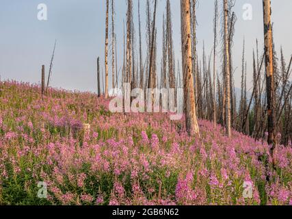 La mouchee (Chamaenerion angustifolium) croît parmi les accrocs d'arbres de feu de forêt dans le parc national Kootenay, Colombie-Britannique, Canada Banque D'Images