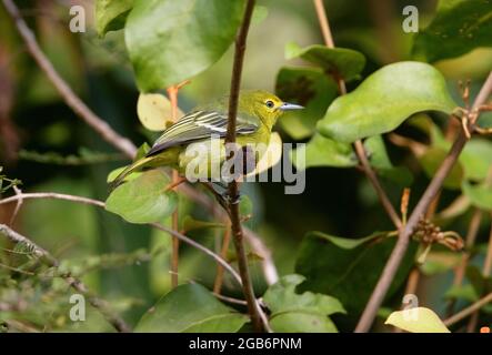 Iora commune (Aegithina tiphia philipi) femelle perchée dans un arbre du nord de la Thaïlande Novembre Banque D'Images