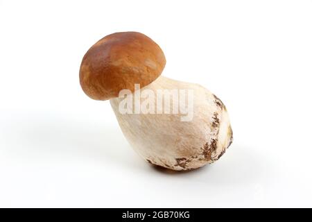 Boletus edulis frais (penny bun, porcini, king bolete ou cep) isolés sur fond blanc. Gros plan. Banque D'Images