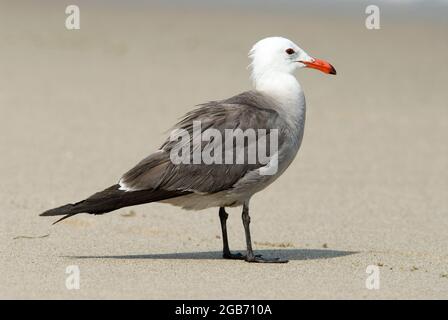 Tête de Heermann (Larus heermanni) adulte Banque D'Images