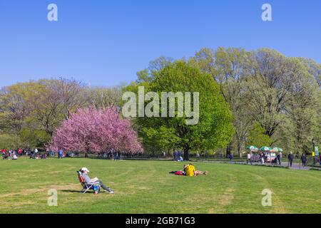 Cerisiers en fleurs dans Central Park New York. Banque D'Images