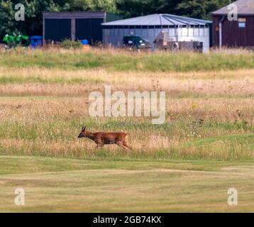 Cervus tournant sur le parcours de golf de Luffness à Gullane, East Lothian Scotland, Royaume-Uni Banque D'Images