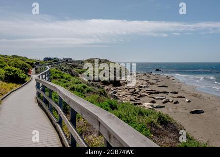 Le sentier avec vue sur les éléphants de mer et la promenade avec vue sur les éléphants de mer de la colonie de Piedras Blancas sur la côte centrale de Californie. Banque D'Images