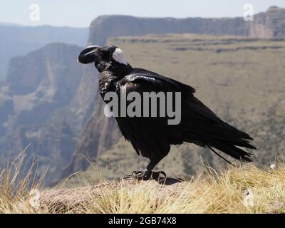 Portrait en gros plan du corbeau à bec épais (Corvus crassirostris) reposant sur la toile de fond des montagnes de Semien, en Éthiopie. Banque D'Images