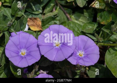 Gros plan d'un convolvulus bleu moulu (convolvulus sabatius) fleurs en fleur Banque D'Images