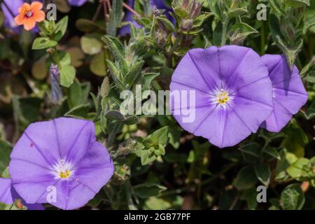 Gros plan d'un convolvulus bleu moulu (convolvulus sabatius) fleurs en fleur Banque D'Images