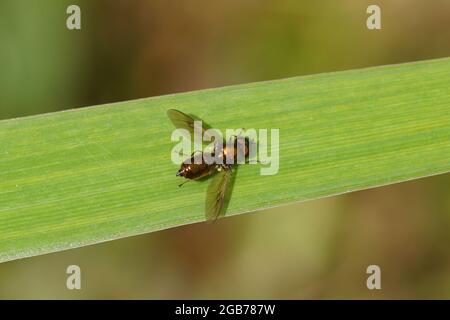 Chloromyia formosa mâle, famille des Soldierflies (Stratiomyidae) sur une feuille de drapeau jaune (Iris pseudacorus) dans un jardin hollandais été, août. Banque D'Images