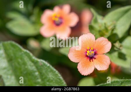 Gros plan d'une fleur de calaque (anagallis arvensis) en fleur Banque D'Images