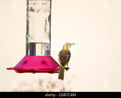 L'Oriole à capuchon femelle à Colibri Banque D'Images