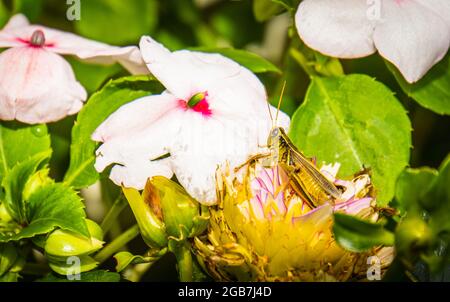 sauterelle sur un bouton dahlia et des fleurs impatiens Banque D'Images