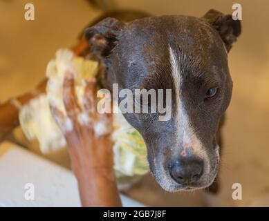 Terrier américain gris du staffordshire appréciant un bain avec le loofah et le shampooing Banque D'Images