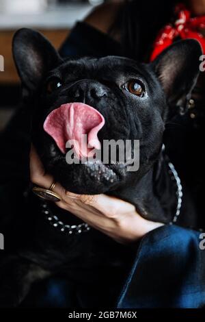 Gros plan de la femme propriétaire tenir le boudogue français noir sur les genoux assis dans le café. Mignon petit chien sur les genoux de femme Banque D'Images