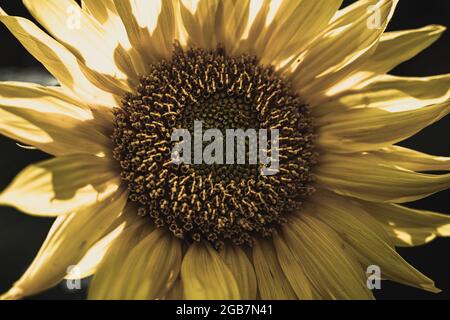 Un gros plan d'un tournesol avec des pétales complètement ouverts. Les fleurs au centre de la fleur sont clairement visibles. Banque D'Images