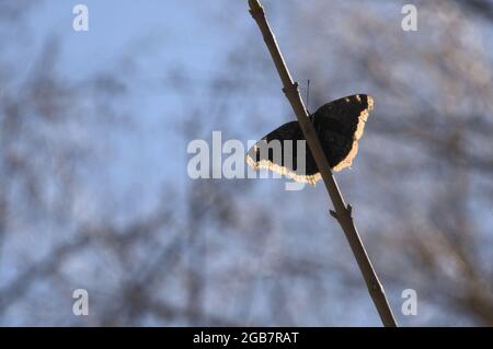 Camberwell papillon de beauté (Nymphalis antiopa) dans les bois dans la gorge du Rhin, Suisse Banque D'Images