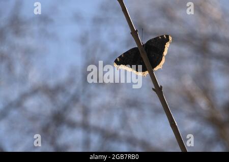 Camberwell papillon de beauté (Nymphalis antiopa) dans les bois dans la gorge du Rhin, Suisse Banque D'Images