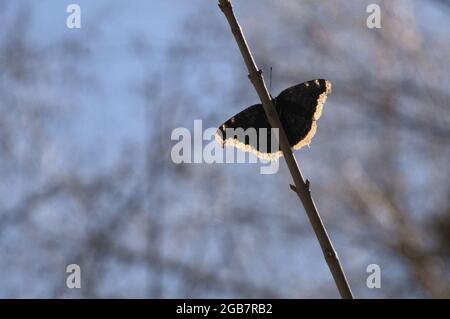 Camberwell papillon de beauté (Nymphalis antiopa) dans les bois dans la gorge du Rhin, Suisse Banque D'Images