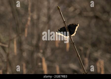 Camberwell papillon de beauté (Nymphalis antiopa) dans les bois dans la gorge du Rhin, Suisse Banque D'Images