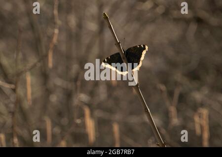 Camberwell papillon de beauté (Nymphalis antiopa) dans les bois dans la gorge du Rhin, Suisse Banque D'Images