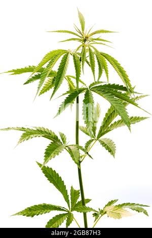 Droit vert marijuana cannabis Sprout à fond blanc. Isoler le cannabis sur fond blanc. Magnifique Cannabis isolé. Cannabis marijuana plante Banque D'Images