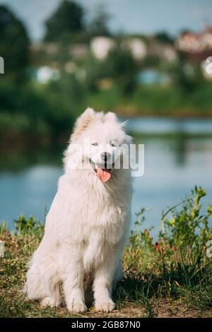 Drôle de jeune chien blanc Samoyed ou Bjelkier, Smiley, Sammy assis dans l'herbe verte d'été près du lac Banque D'Images