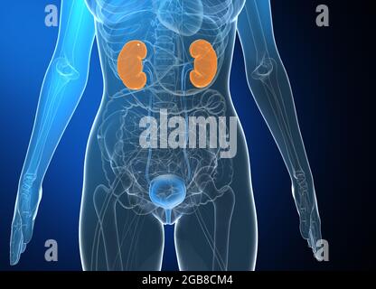 illustration 3d de l'anatomie médicale de la femme sur fond de gradient noir. Affichage des organes en verre internes avec des couleurs vives. Banque D'Images