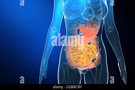 illustration 3d de l'anatomie interne femelle transparente. Montrant les organes internes en verre avec des couleurs vives, mettant en évidence le système digestif. Banque D'Images