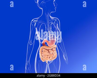 Illustration 3D de l'anatomie féminine, mettant en évidence le système digestif ainsi que d'autres organes internes. Image en verre sur fond bleu. Banque D'Images