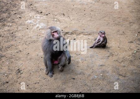 Une famille de babouins d'Hamadryas vus au parc animalier de Nyiregyhaza. Le zoo de Niregyhaza (parc national et parc animalier de Niregyhaza, également connu sous le nom de zoo de Sosto) se trouve dans une forêt de bouleau naturelle, presque intacte, dans le nord-est de la Hongrie, à côté de la ville de Niregyhaza. Le zoo de Nyiregyhaza est situé à environ cinq kilomètres de la station balnéaire de Sosto, où vous pourrez vous détendre avec une baignoire de plage, un musée du village et un parc. Dans la zone de 30 hectares du zoo, les visiteurs se trouvent sur les continents, de sorte que celui qui entre peut marcher le long d'eux pour observer comment les animaux vivent dans certaines parties du monde Banque D'Images