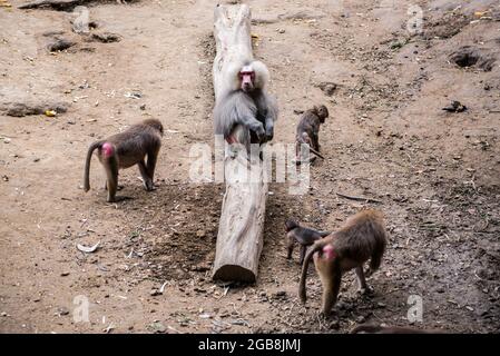 Une famille de babouins d'Hamadryas vus au parc animalier de Nyiregyhaza. Le zoo de Niregyhaza (parc national et parc animalier de Niregyhaza, également connu sous le nom de zoo de Sosto) se trouve dans une forêt de bouleau naturelle, presque intacte, dans le nord-est de la Hongrie, à côté de la ville de Niregyhaza. Le zoo de Nyiregyhaza est situé à environ cinq kilomètres de la station balnéaire de Sosto, où vous pourrez vous détendre avec une baignoire de plage, un musée du village et un parc. Dans la zone de 30 hectares du zoo, les visiteurs se trouvent sur les continents, de sorte que celui qui entre peut marcher le long d'eux pour observer comment les animaux vivent dans certaines parties du monde Banque D'Images