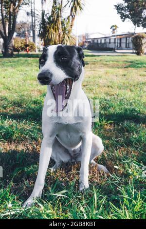 Chien blanc avec des taches noires assis sur l'herbe et ouvrant sa bouche. Concept PET Banque D'Images