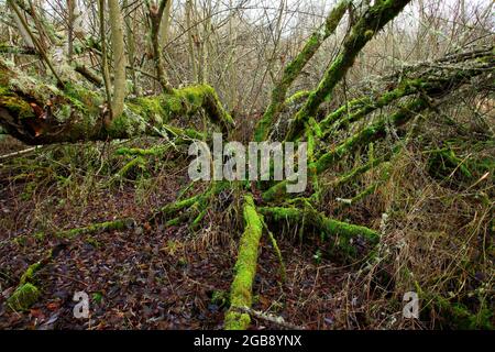 Image extérieure d'une forêt et de zones humides du Nord-Ouest du Pacifique Banque D'Images