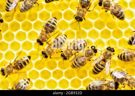 Parasite de l'abeille Varroa (Varroa destructor) sur le segment thoracique d'une abeille occidentale (APIs mellifera) en bas à gauche, Rosenheim, Bavière, Allemagne Banque D'Images