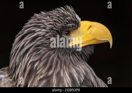 Portrait aigle géant de la mer (Haliaeetus pelagicus), Hellenthal Bird of Prey Station, Allemagne Banque D'Images