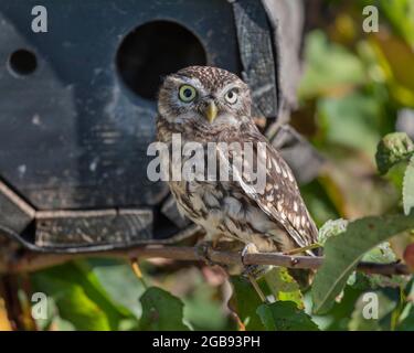 Petit hibou (Athene noctua) assis devant le tube de reproduction, Allemagne Banque D'Images